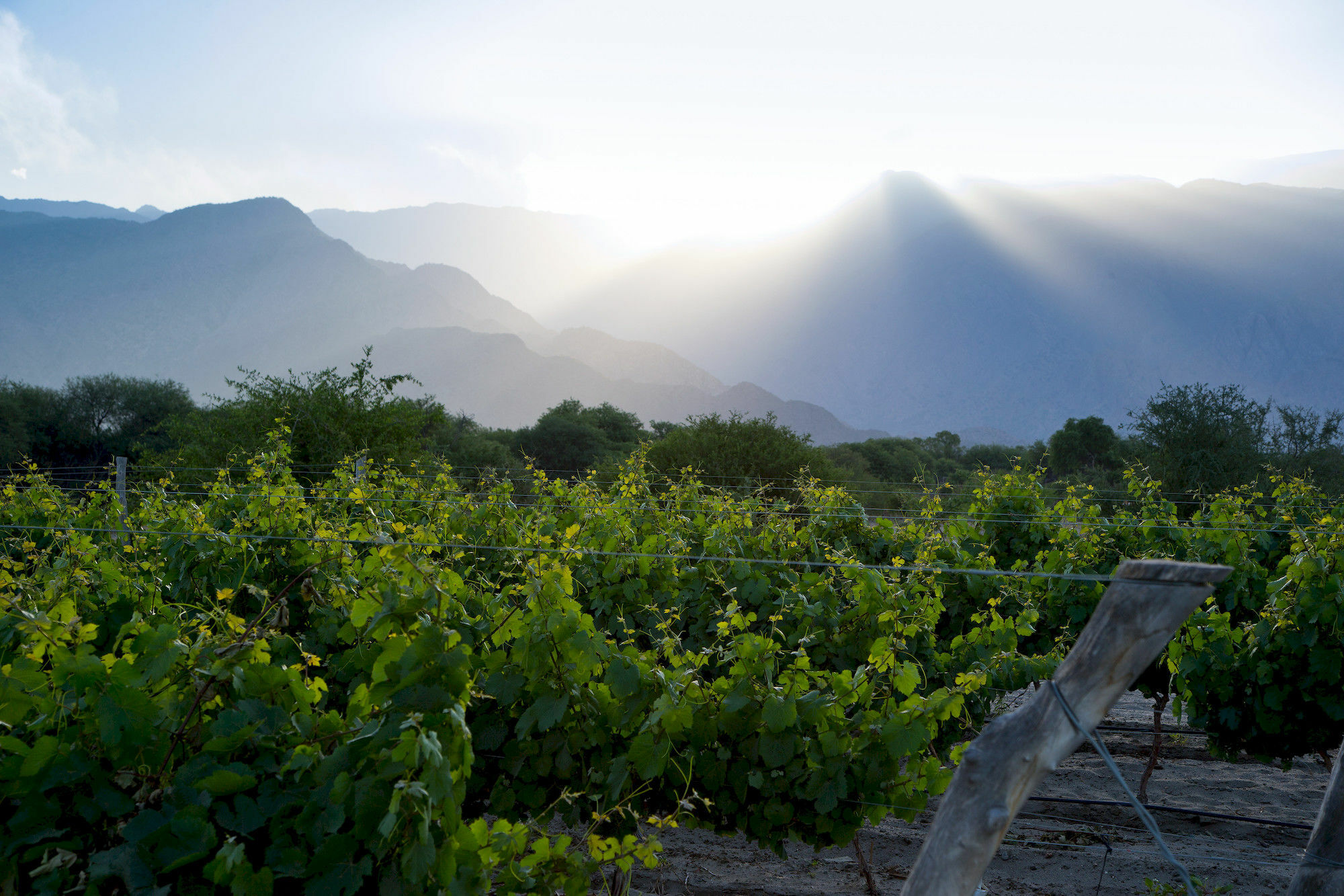 Grace Cafayate Hotel ภายนอก รูปภาพ Vineyards in the San Juan Province